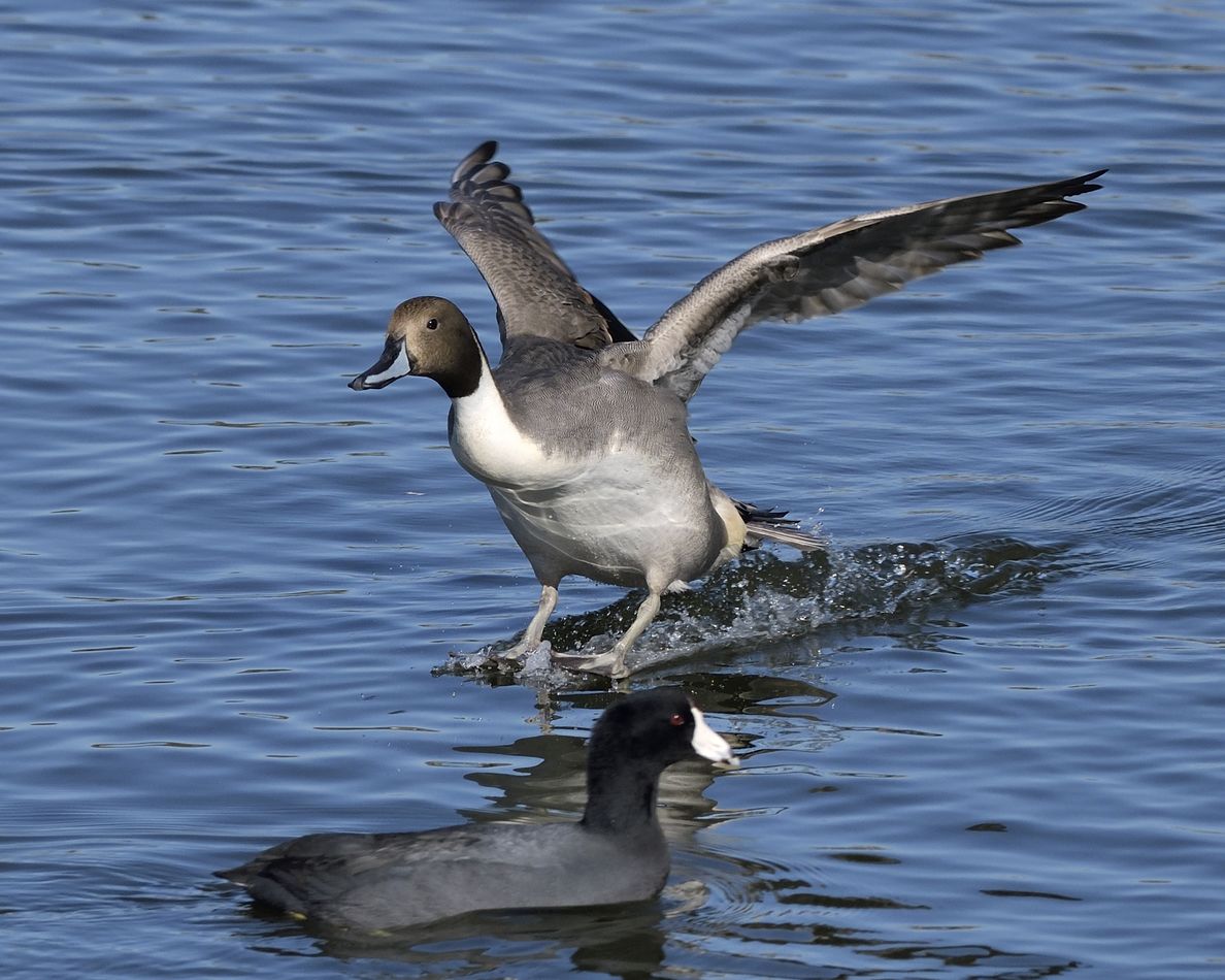 Male Northern Pintail w/ photobombing Coot...