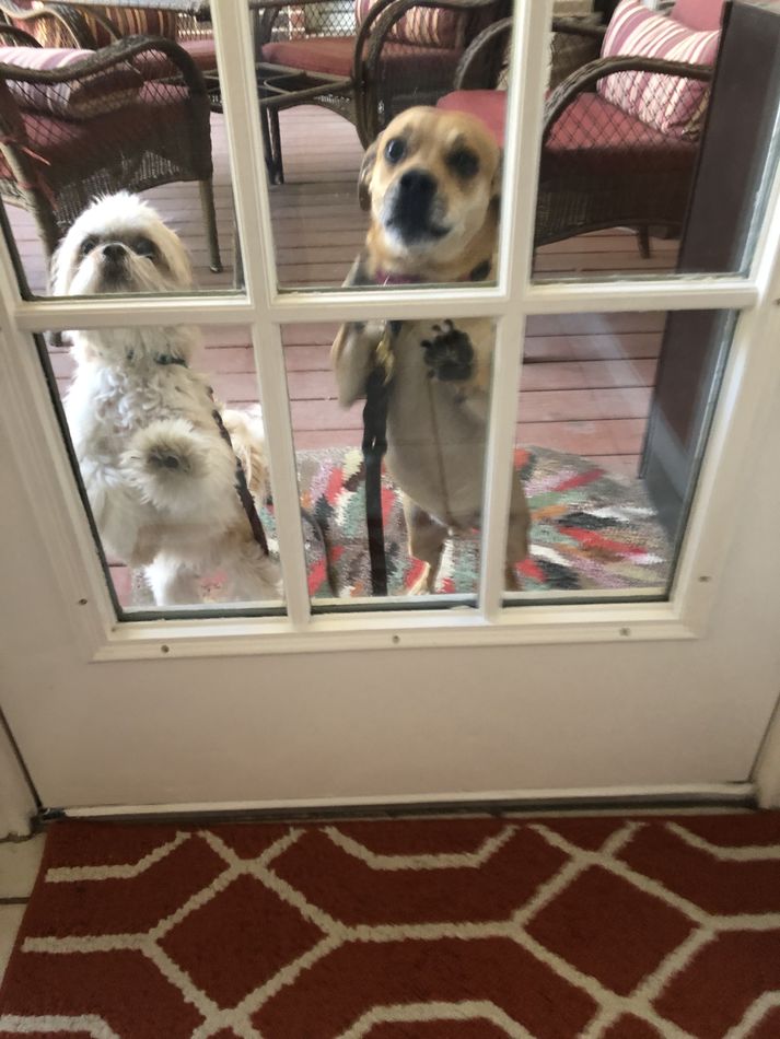 “Who let the dogs out?”...