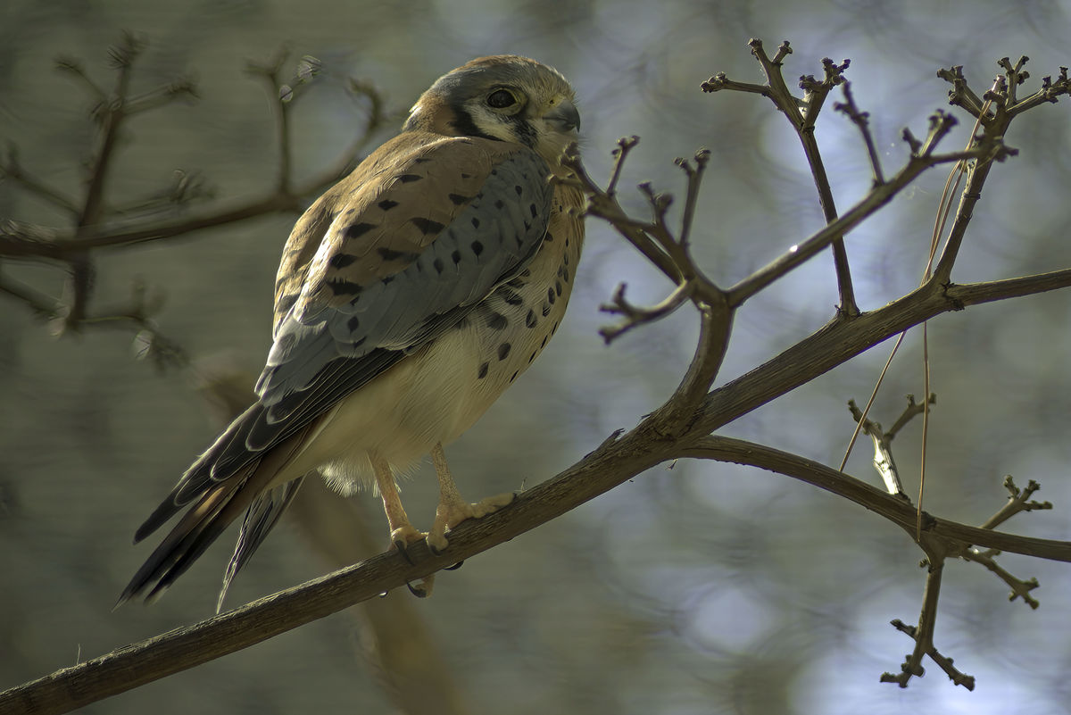 Male American Kestrel...