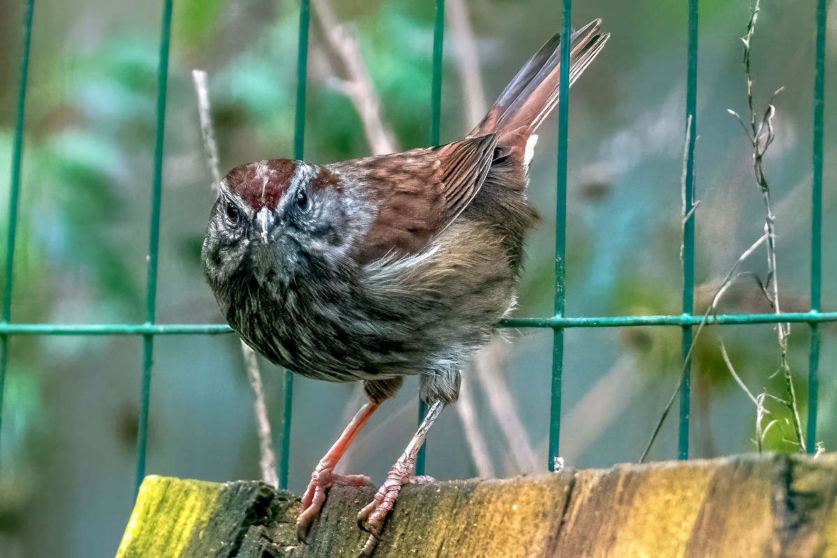 Song Sparrow About To Jump...