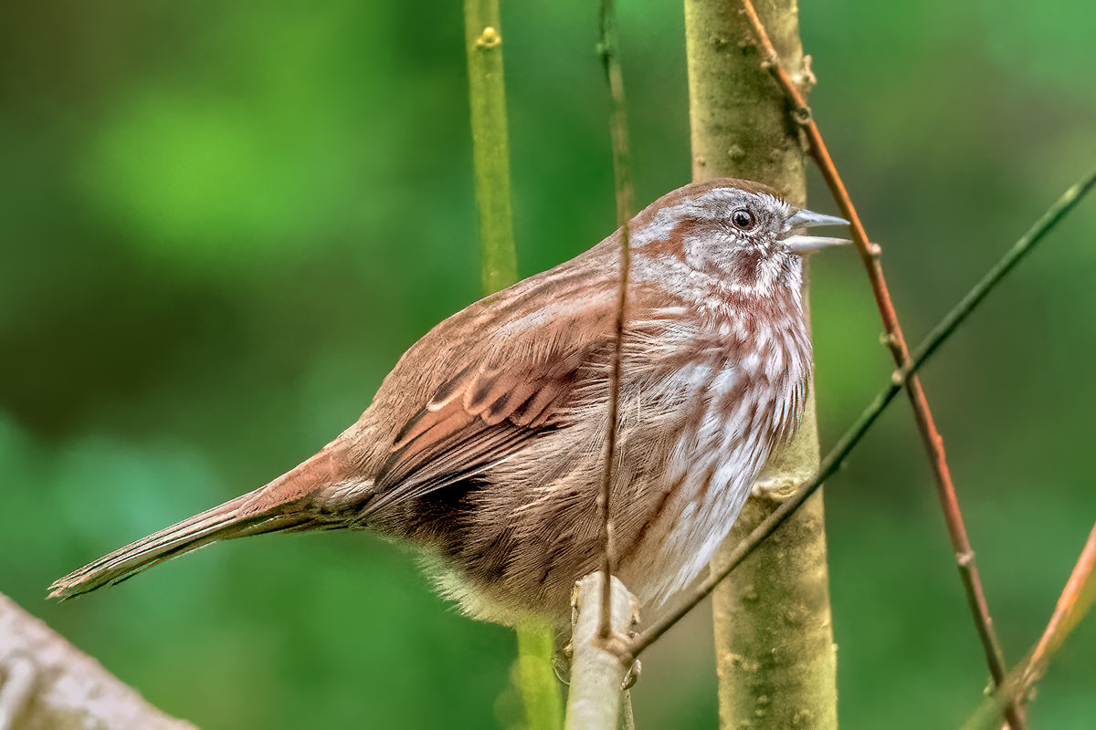 Song Sparrow Singing...