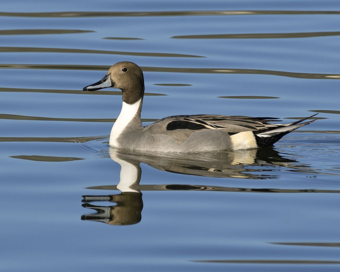 Male Northern Pintail...