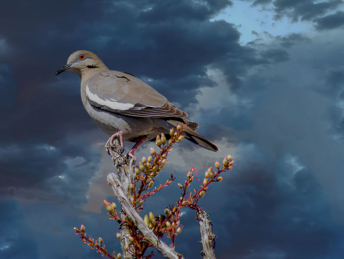 White-winged Dove...