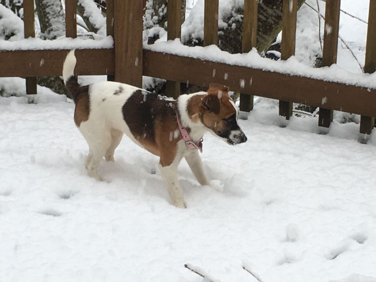 Puppy's first snow---Salem, Oregon....