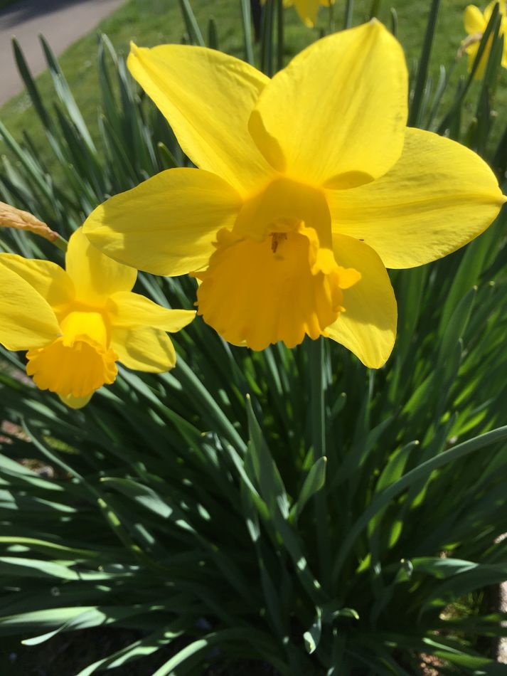 Daffodil--Morning walk, Salem, Oregon....