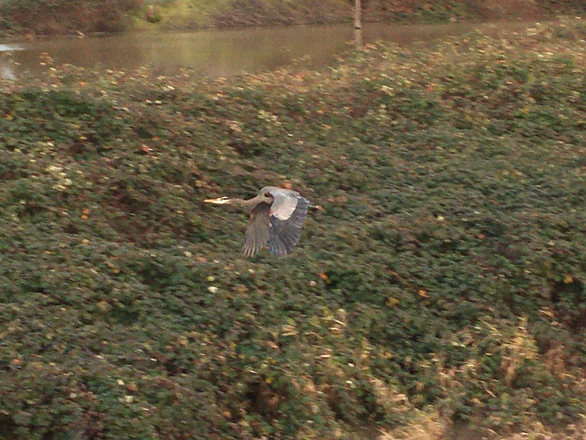 Blue Heron in flight.     Minto-Brown Park, Salem,...