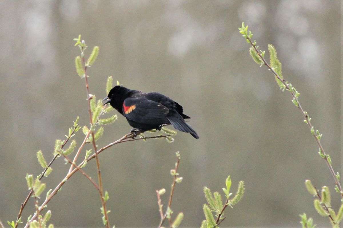Red-Wing Blackbird---resting. Ankeny Nat. Wildlife...