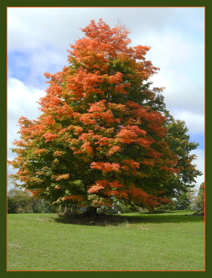 dressed-for-fall-some-trees-put-on-a-great-display-of-color-this-one