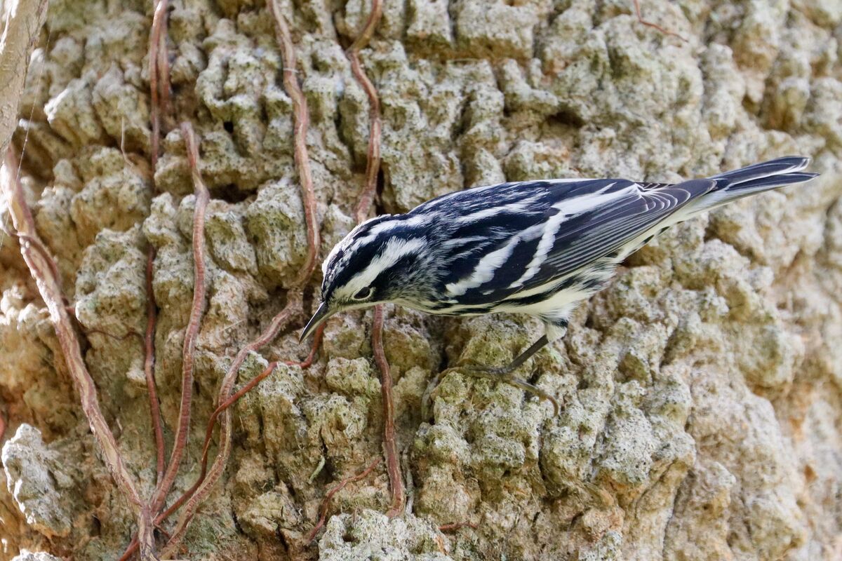 A Black-and-white Warbler...