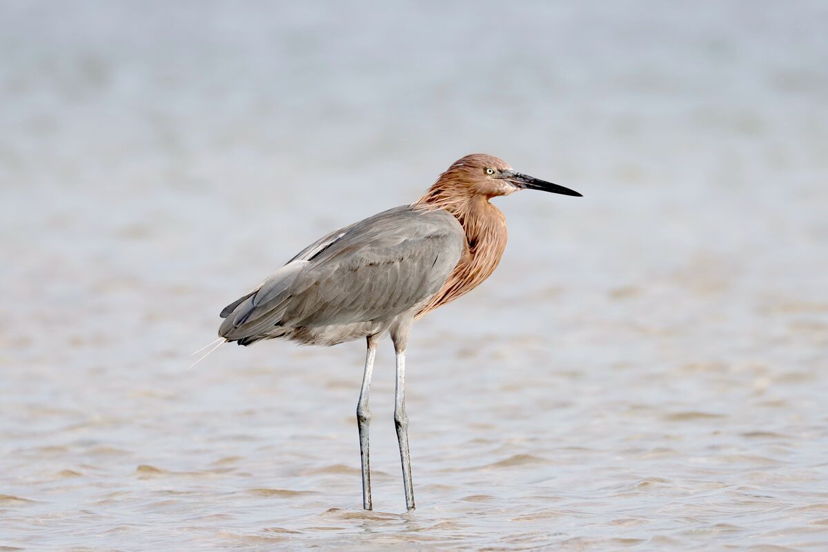 A Reddish Egret. This may be one of the most photo...