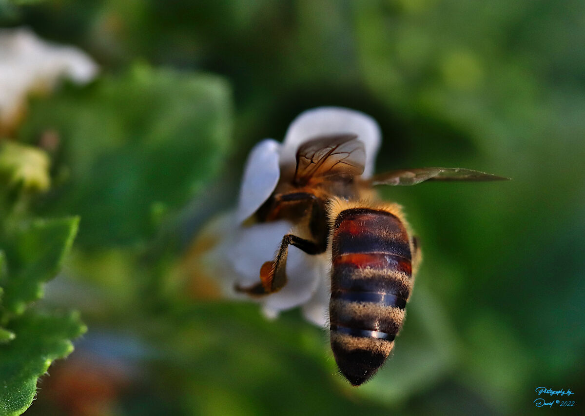 Honeybee working on a Bacopa Blossom...