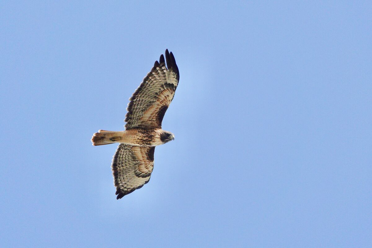 Two Red Tail Hawks: While shooting some landscapes of Fall colors I ...