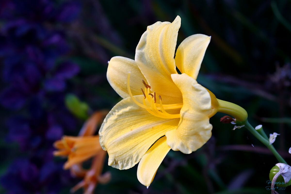 Closeup Yellow Daylily Camera Canon SL2/200D Lens Canon EFS 60mm