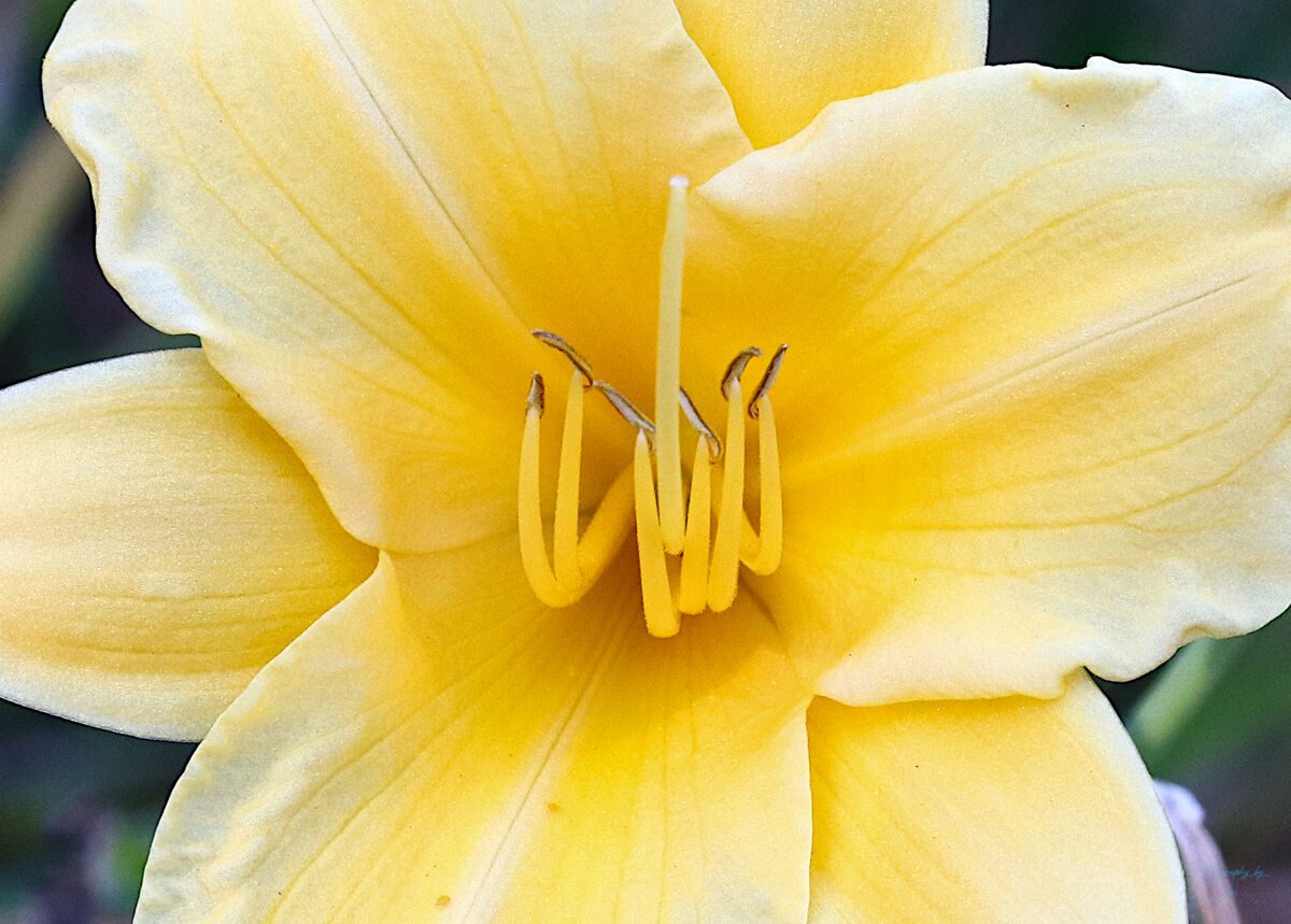 Closeup Yellow Daylily Camera Canon SL2/200D Lens Canon EFS 60mm