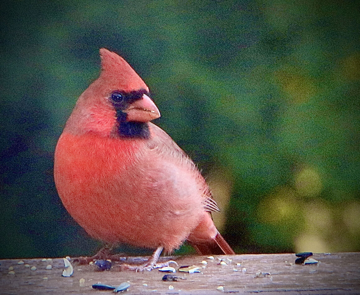 Mr. Cardinal- fat and happy!...