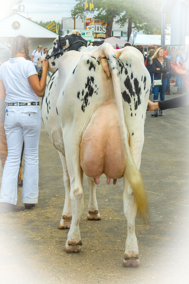 4H handler - I'm thinking this cow is holding seve...