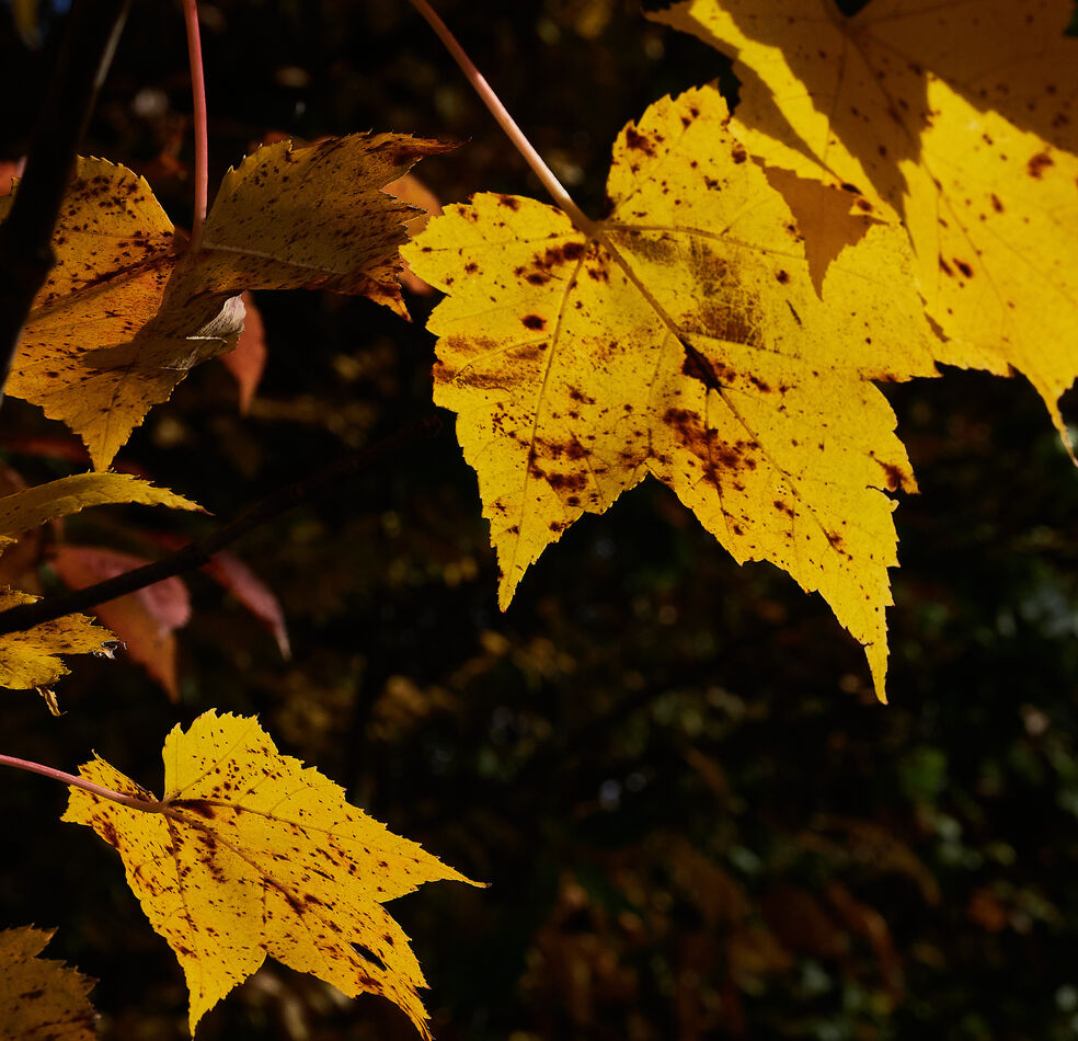 Few things backlight as well as autumn leaves.  Cu...