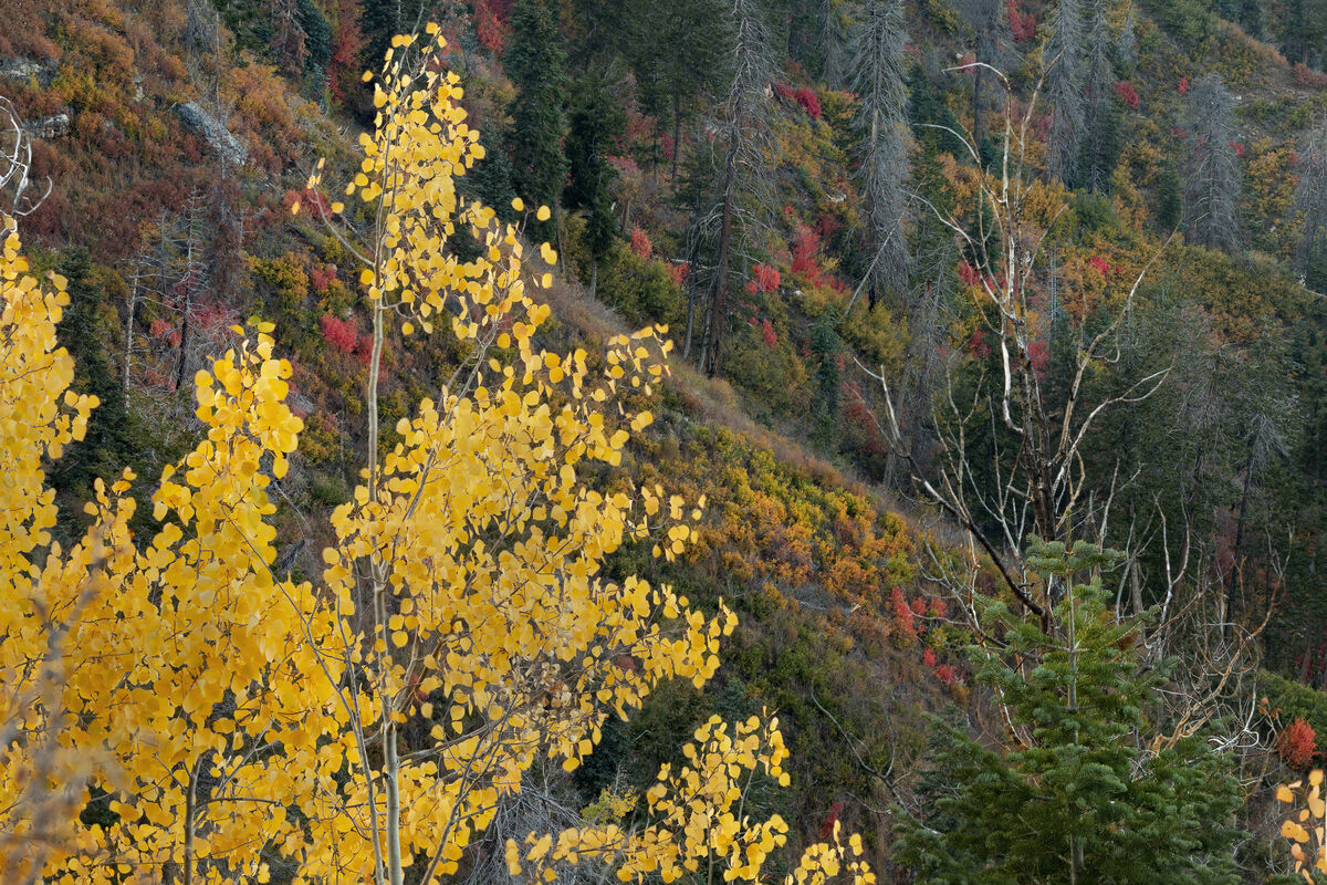 arizona-fall-colors-i-haven-t-had-the-chance-yet-to-see-fall-colors-in