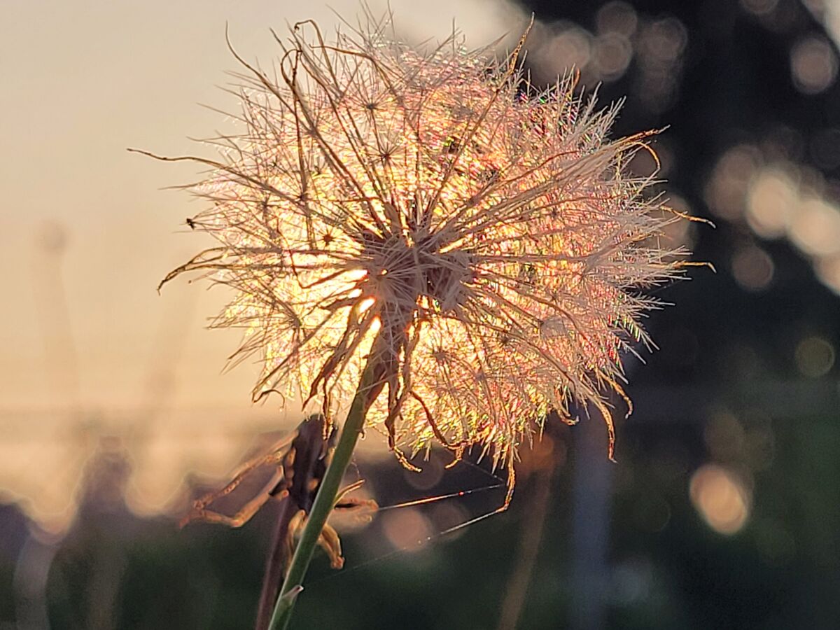 Setting sun behind a Dandelion gone to seed....
