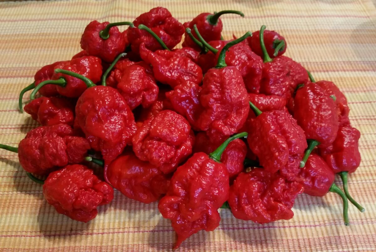 Ghost Pepper Did you ever hear of Ghost Pepper Hot Sauce? It's a type