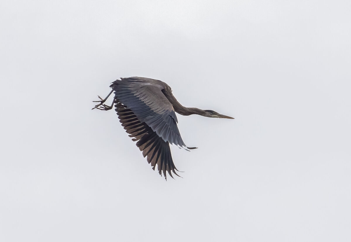 Just a normal GBH in flight shot....