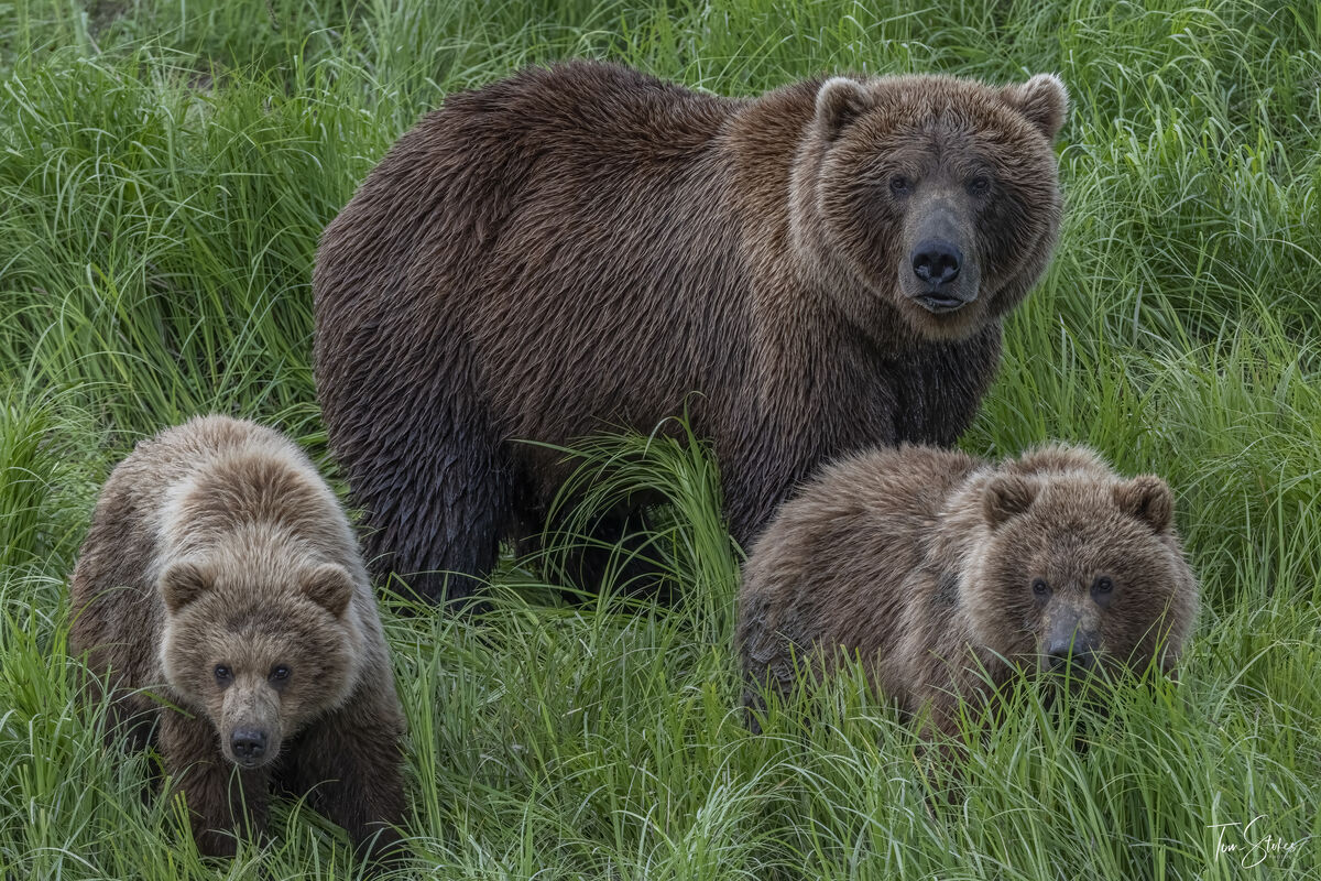 Beautiful brown bear sow with her cubs....
