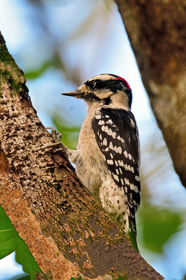 Downy woodpecker...