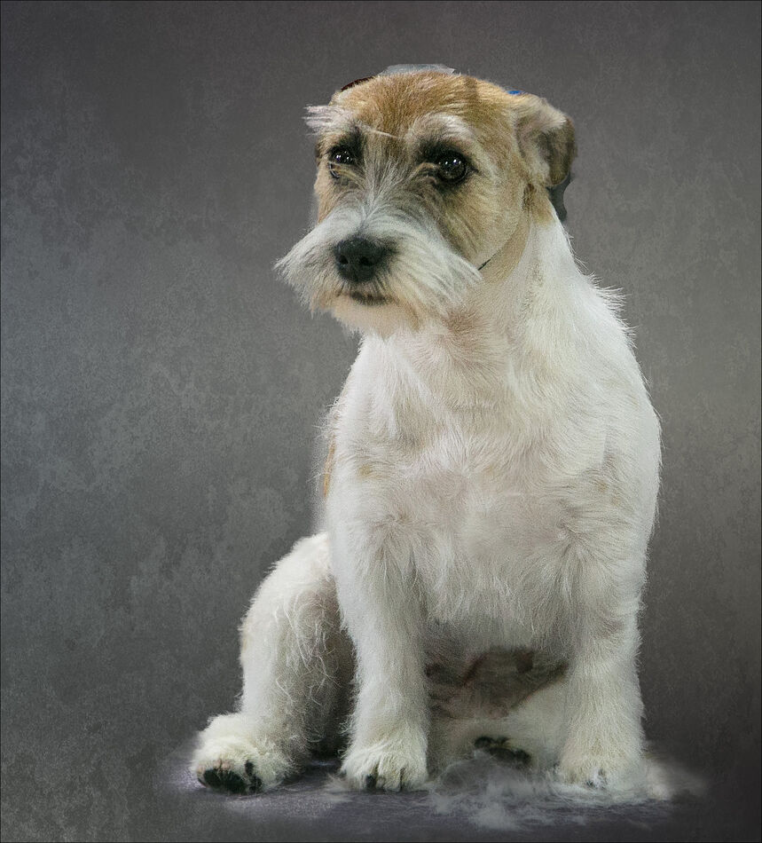 Wirehaired Jack Russell Fox Terrier...