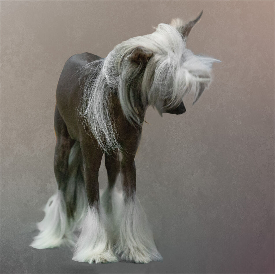 Chinese Crested (hairless)...