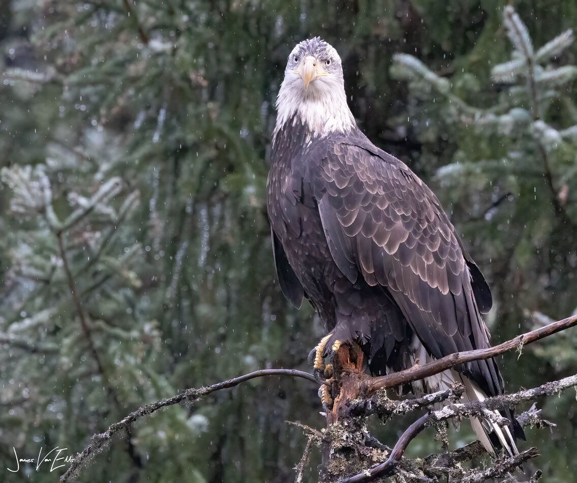 A forlorn eagle in the rain at the Mendenhal Glaci...