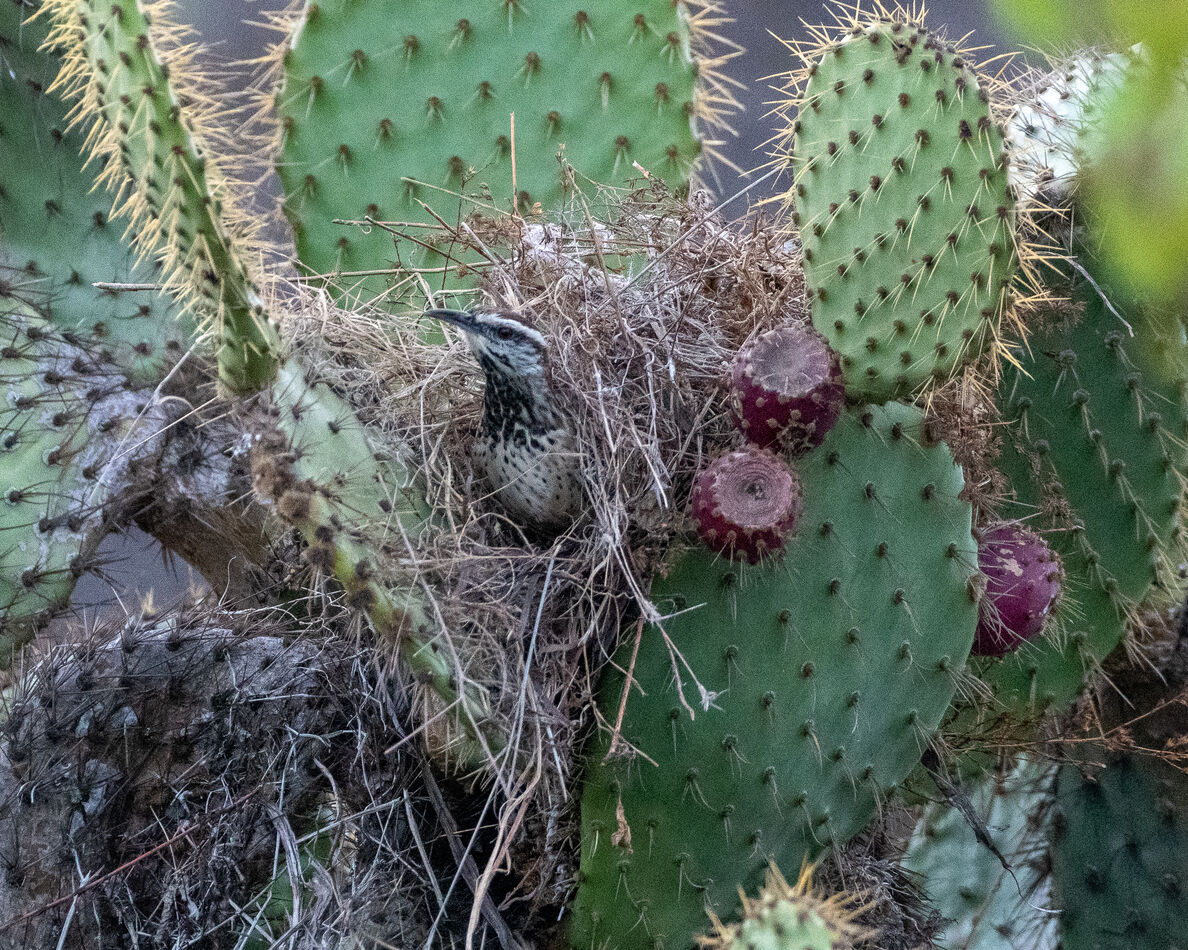 Having added the grasses to its nest, the Cactus W...