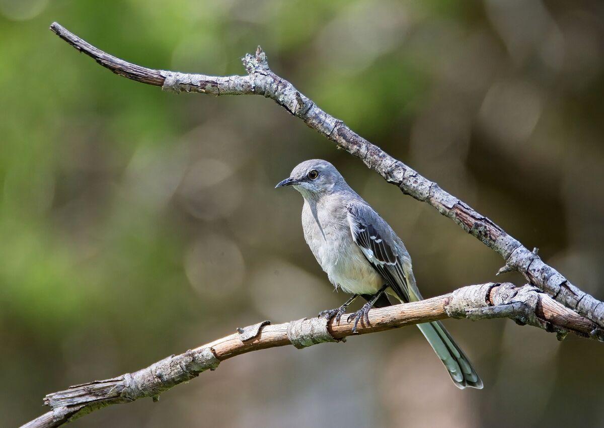I'm Still Birding It's been too windy to fly my drone so I went back