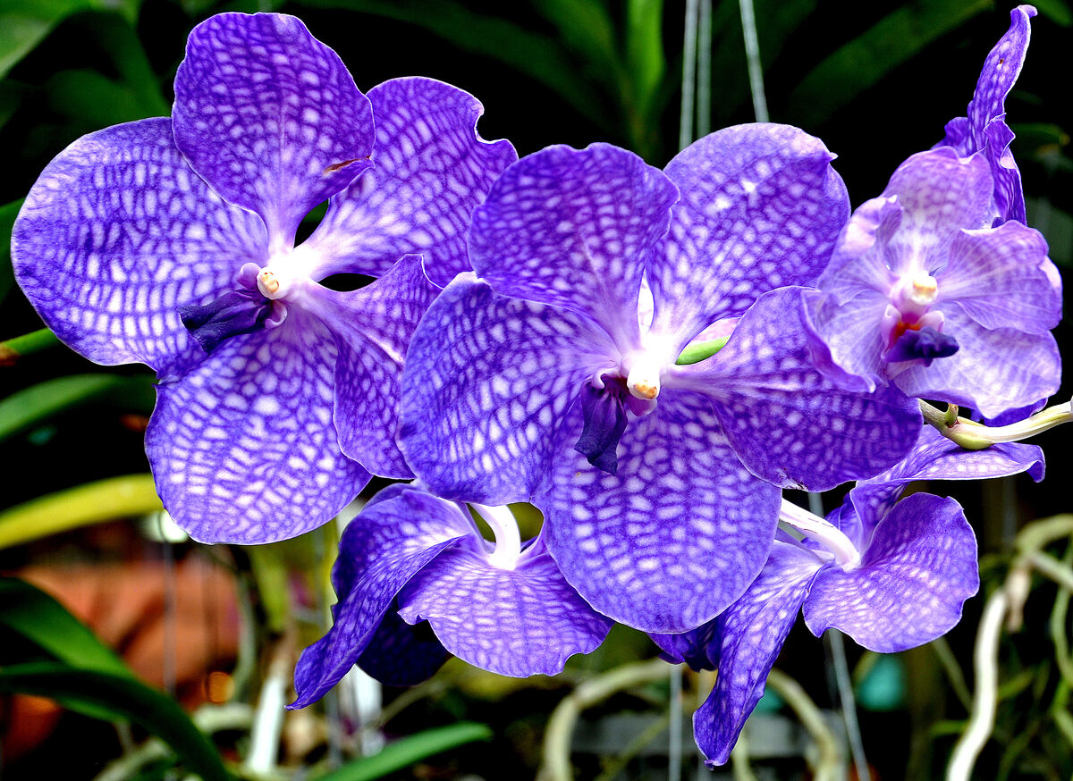 10 - Chiang Mai: Purple orchid flowers...