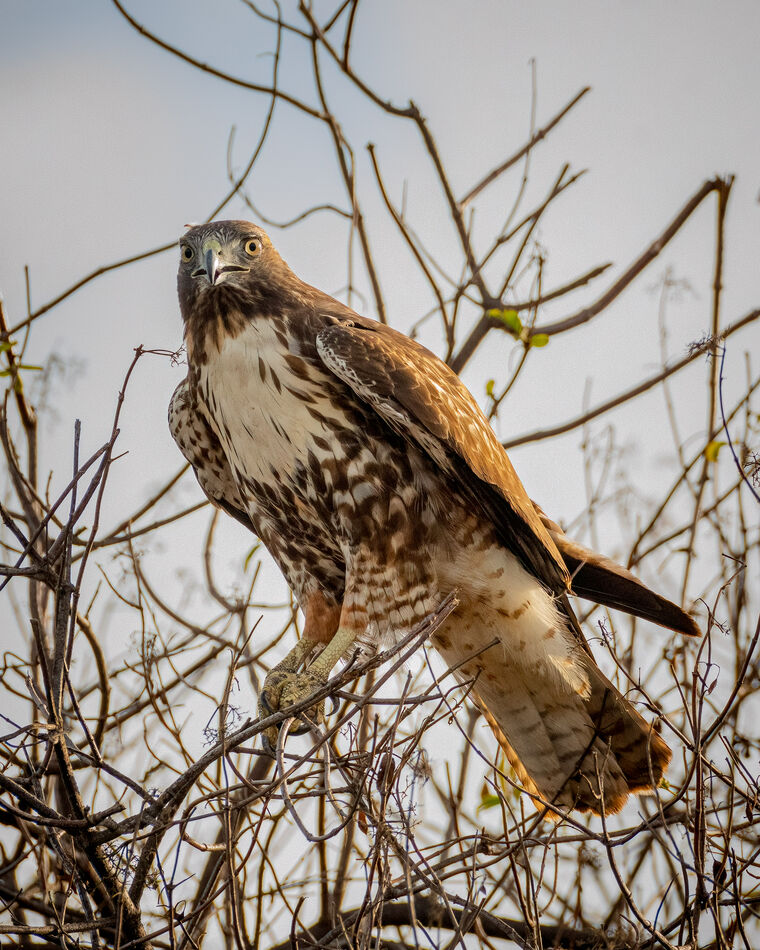 The stare...Red-tailed Hawk at the UCI Ecological ...
