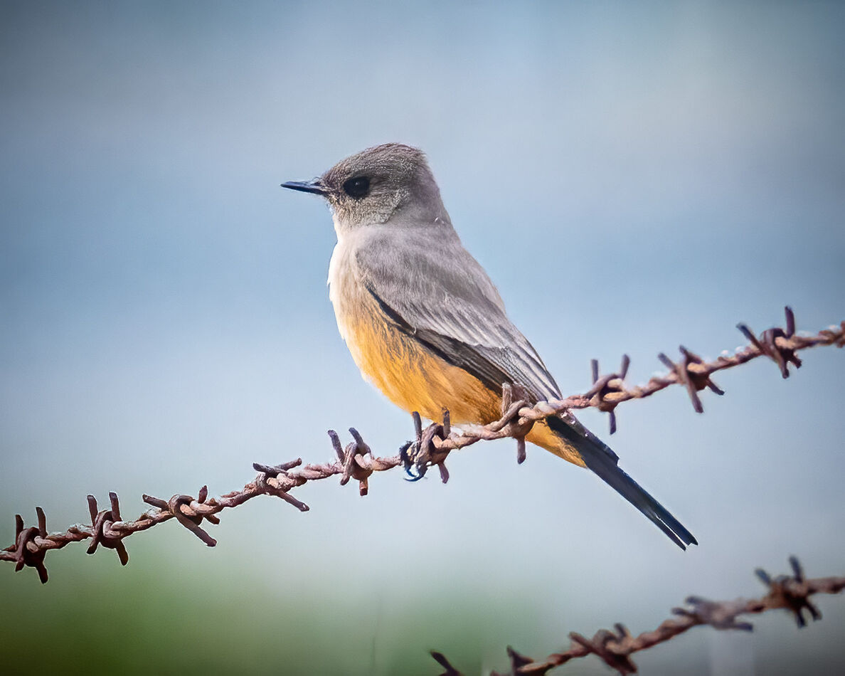 Say's Phoebe is one of our common flycatchers, hun...