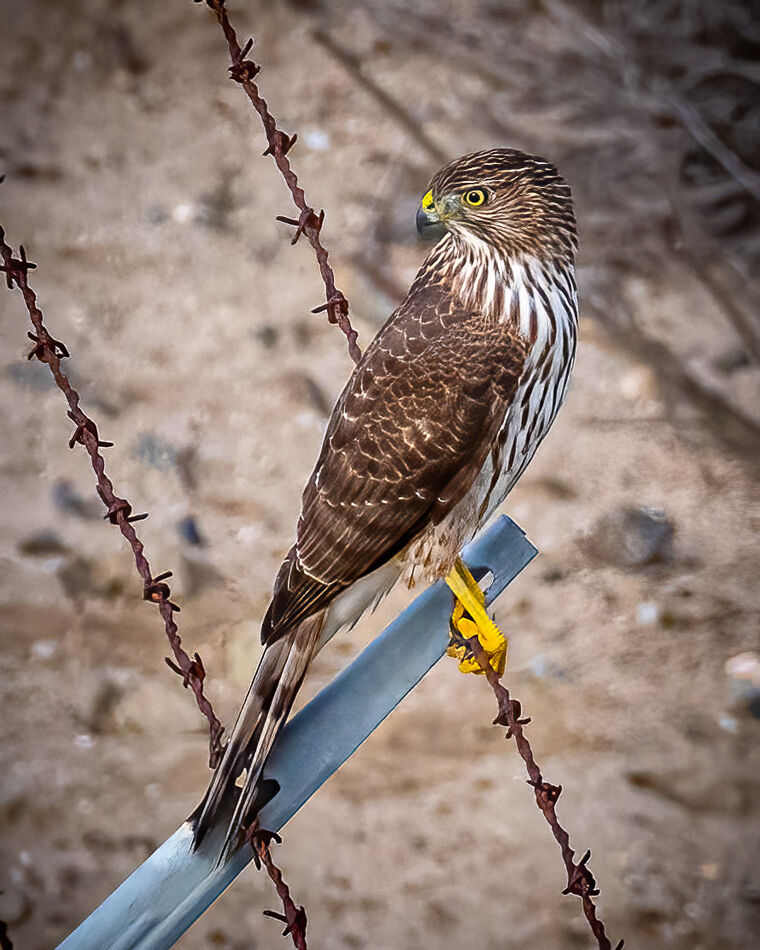 A young Coooper's Hawk just before being attacked ...