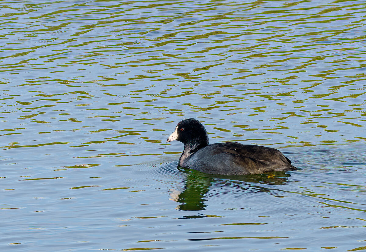 Coot checking out the crowd...