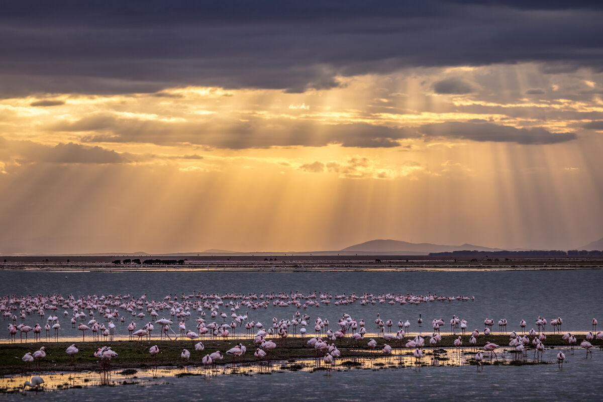 Nice sunset, but hard to get good flamingo shots....