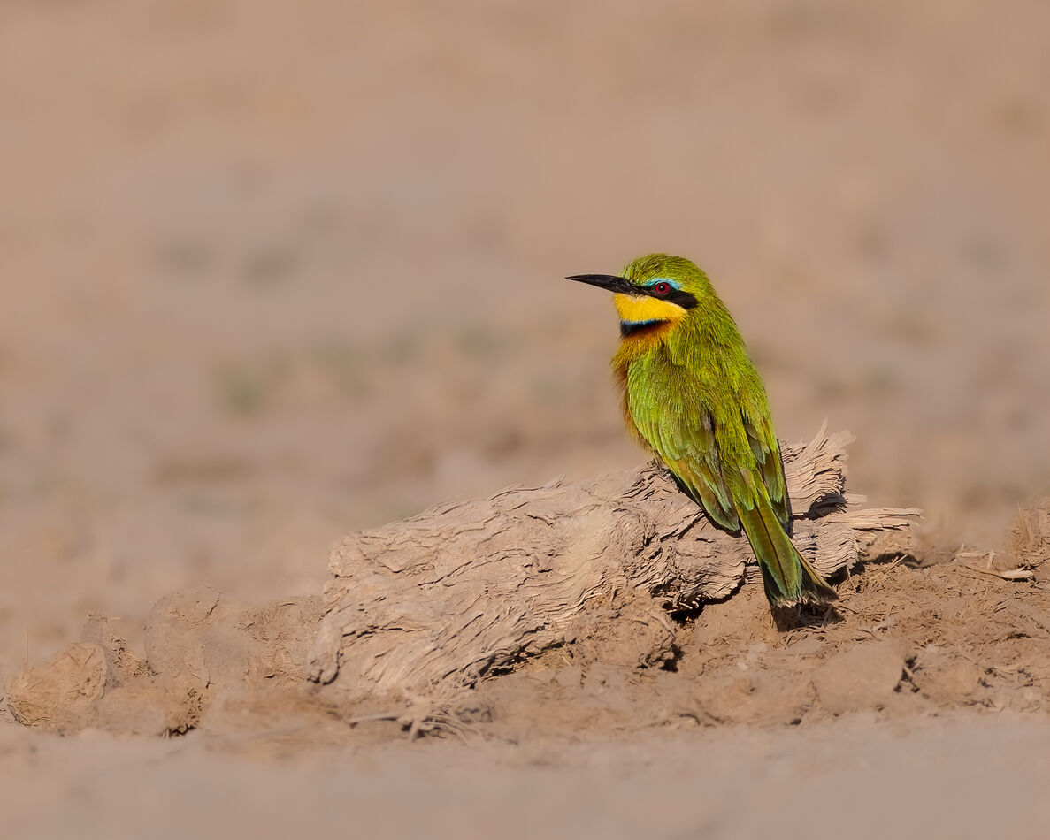 Did not get many shots of a Bee-eater in pretty fo...
