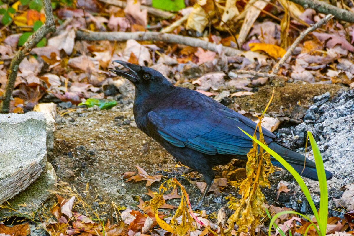 Fall Crows: Looked out my kitchen window this morning and there were ...