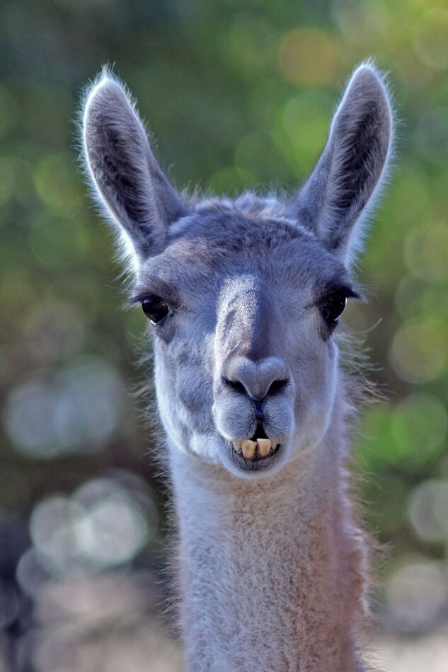 Guanaco: Photo taken at the Miller Park Zoo in Bloomington, IL. Most