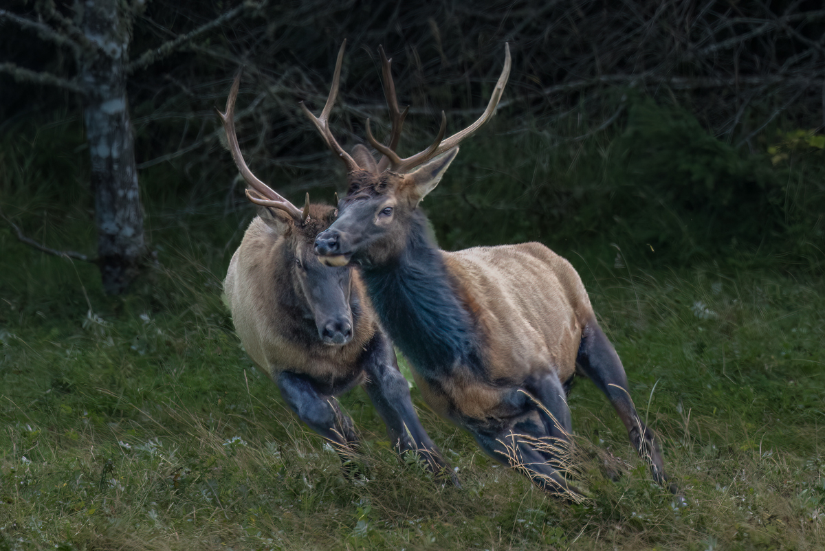 Roosevelt Elk...