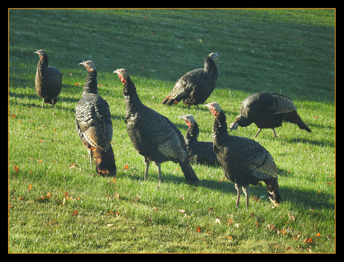 Morning Turkeys Early in the morning the first light revealed forty