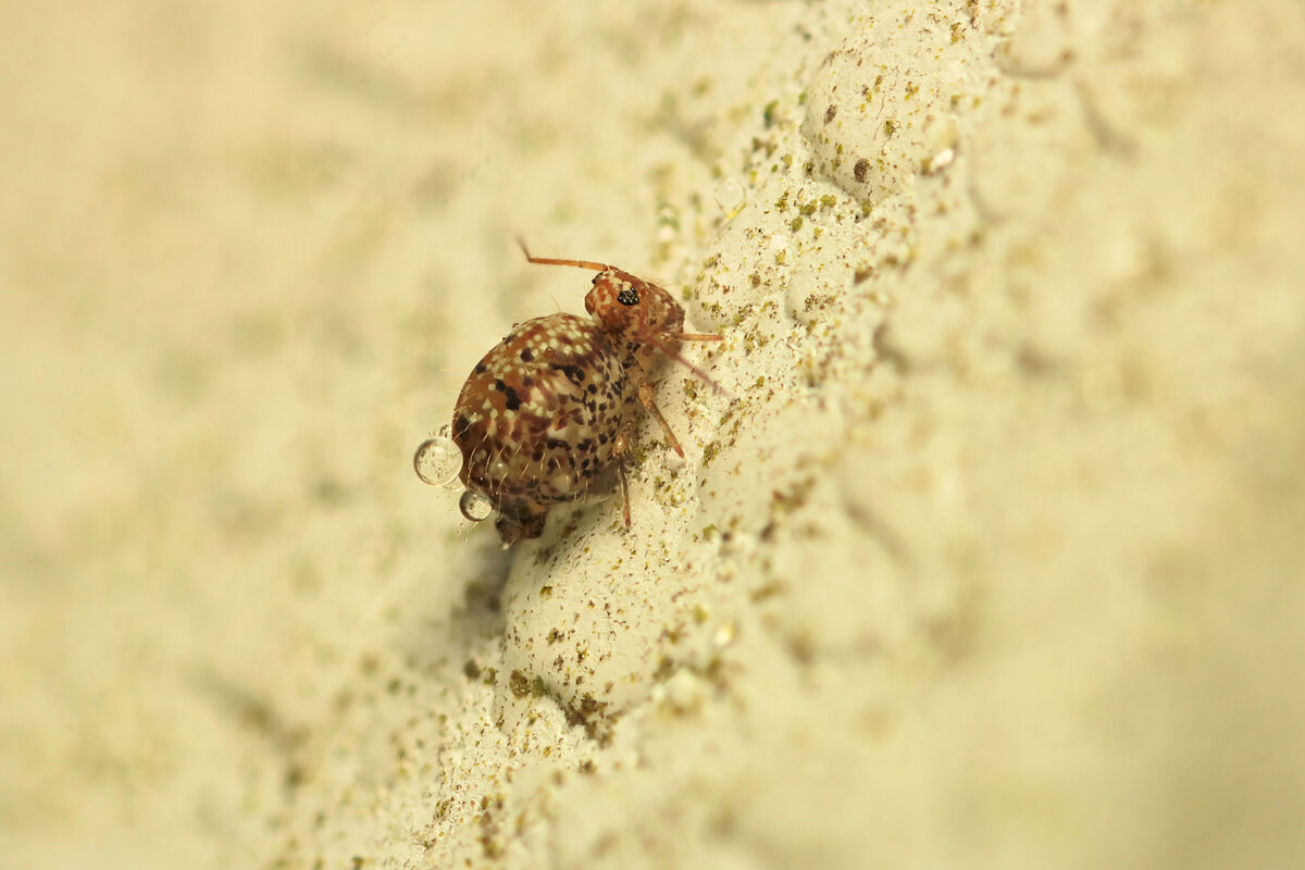 do bugs: its fall and my springtails are back with dew all over them