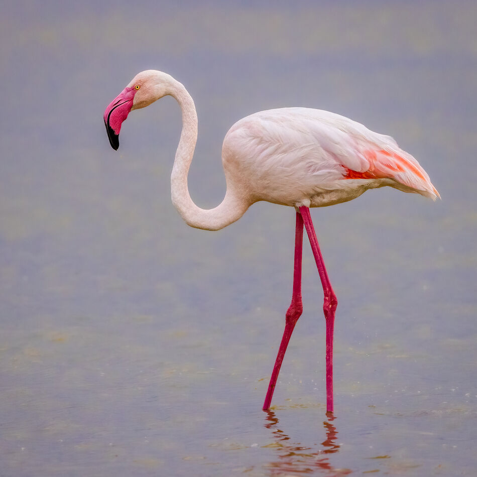 The only Greater Flamingo I got a photo of, the ot...