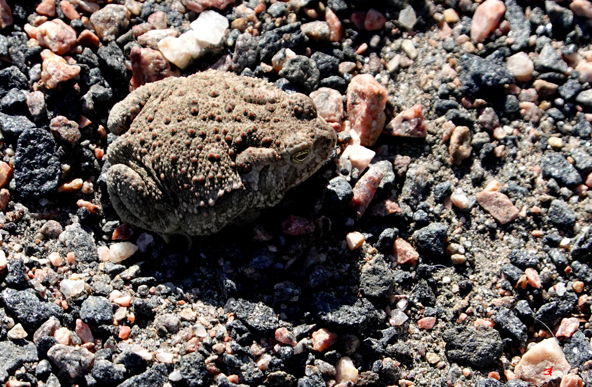 Horny Toad, my son's favorite critter in the wild...