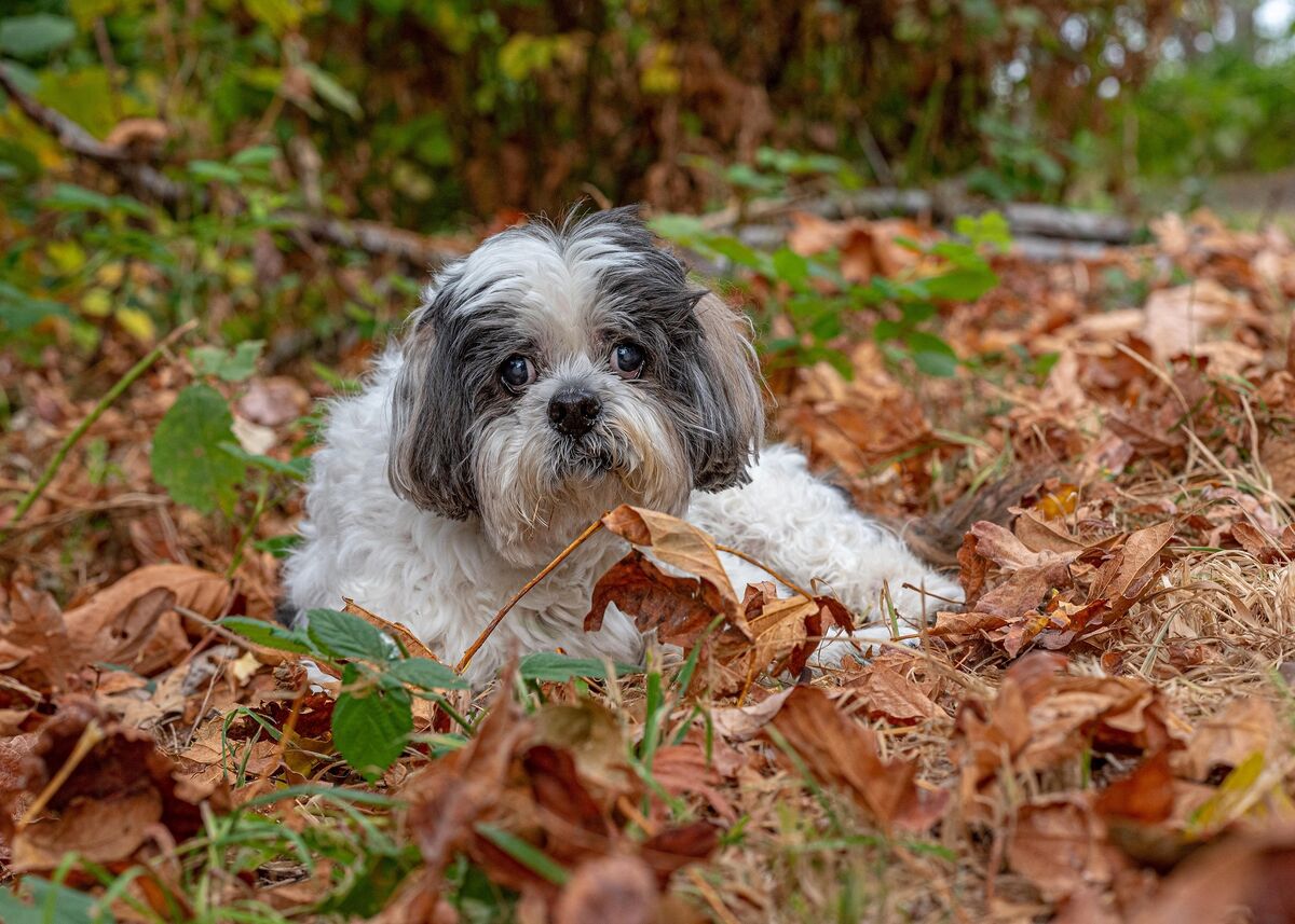 Patches in the fall leaves...