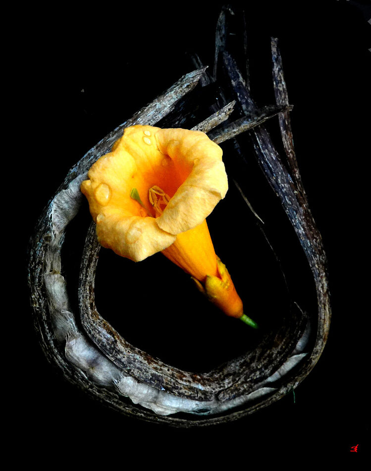 Trumpet Vine blossom on a dried seed pod...