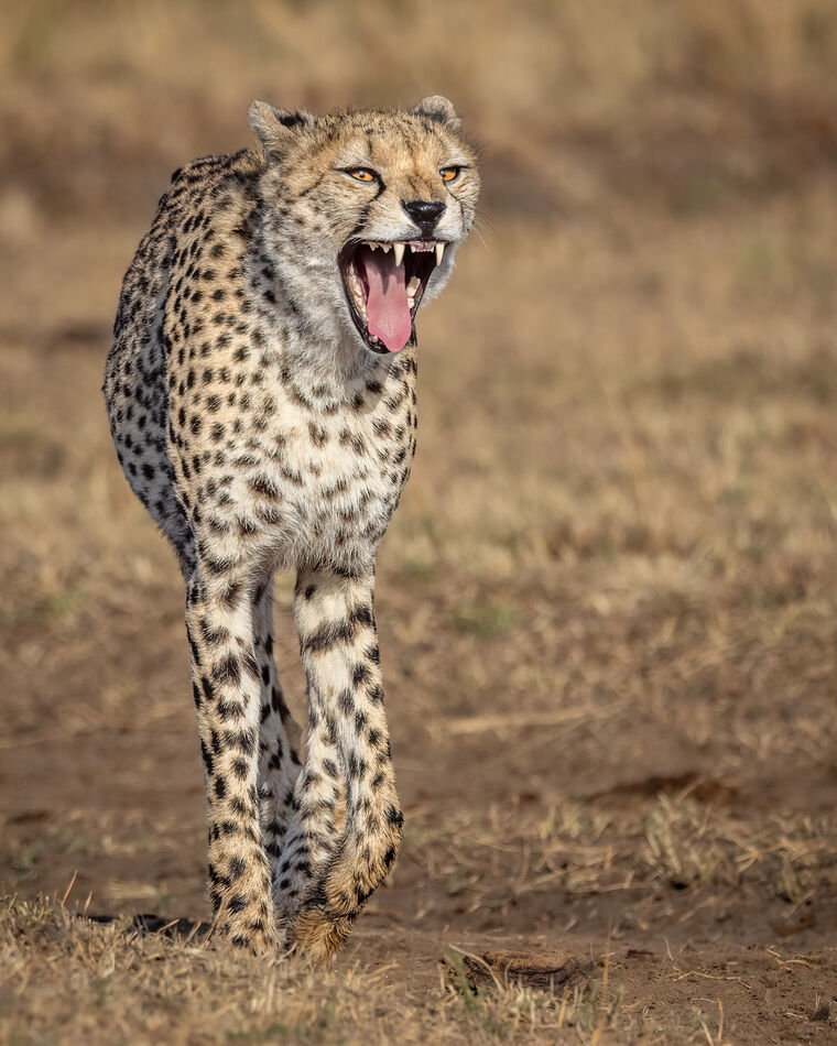 I really am a nice cheetah...