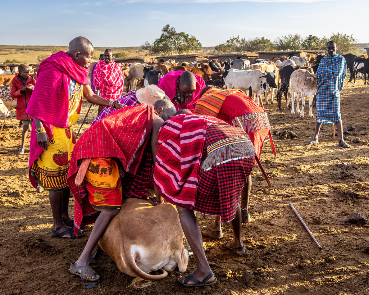 a-maasai-tradition-to-a-westerner-traditional-eating-for-the-maasai